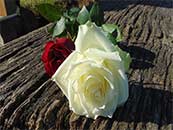 红色玫瑰花和白色玫瑰花超清唯美桌面屏保图片