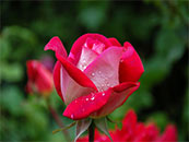 红色玫瑰花含苞待放超清唯美桌面屏保图片