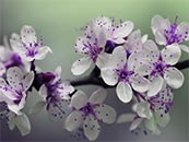 树上的紫蕾白花超清唯美桌面屏保图片