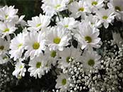 丛林间的白色小花朵超清唯美桌面屏保图片