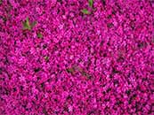 树林间粉色的小花花海超清唯美桌面屏保图片