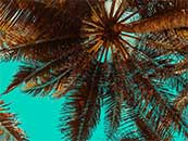 巨大棕榈树遮蔽下的蓝天超清唯美桌面屏保图片