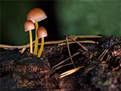 森林中古树上新长出来的蘑菇超清唯美桌面屏保图片