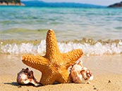 沙滩上的贝壳和海星超清唯美桌面屏保图片