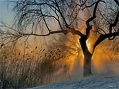 冬天黄昏下湖边的老树超清唯美桌面壁纸图片