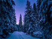 冬天寒冷森林上的夜空超清唯美桌面屏保图片