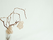 冬天里的枯枝落叶超清唯美桌面壁纸图片