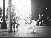 停靠在街边的自行车和可爱小狗超清唯美黑白桌面屏保图片