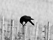 站在围栏木桩上的乌鸦超清唯美黑白桌面屏保图片