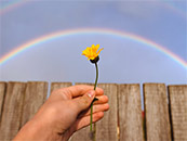 手中的小黄花与彩虹超清唯美桌面屏保图片