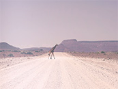 正在横穿马路的长颈鹿超清唯美桌面屏保图片