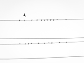 一群停在电线杆上的小鸟超清唯美桌面屏保图片