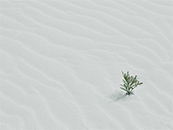 沙漠中的一株绿色植物超清唯美桌面壁纸图片