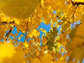 秋天黄色树叶上的天空超清唯美桌面屏保图片