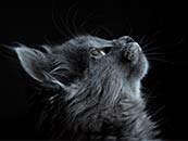 很優雅的黑色貓咪仰頭桌面壁紙電腦屏保