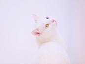 白色猫咪异瞳可爱高清桌面壁纸屏保