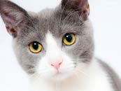 超可愛英短貓咪藍白高清桌面壁紙電腦屏