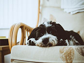 可爱小狗躺在椅子上超清唯美桌面壁纸