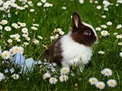 草地上遍布的花朵和兔子超清唯美桌面屏保图片