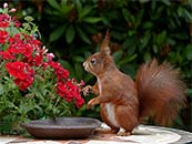 可爱松鼠和红色鲜花超清唯美桌面屏保图片