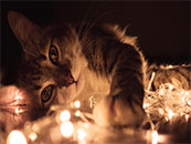灯光下的慵懒小猫超清唯美桌面壁纸图片