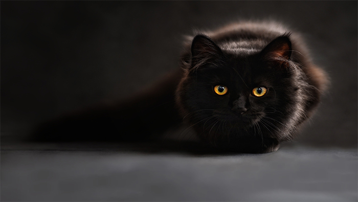 黑暗中伺机而动的小黑猫超清唯美桌面壁纸图片