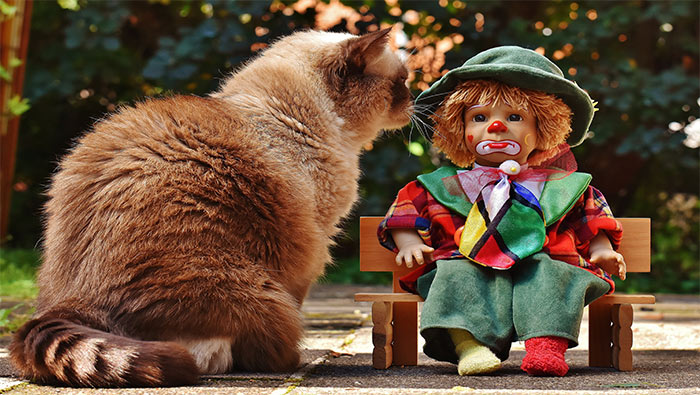 猫与布偶玩具的故事超清唯美桌面壁纸图片