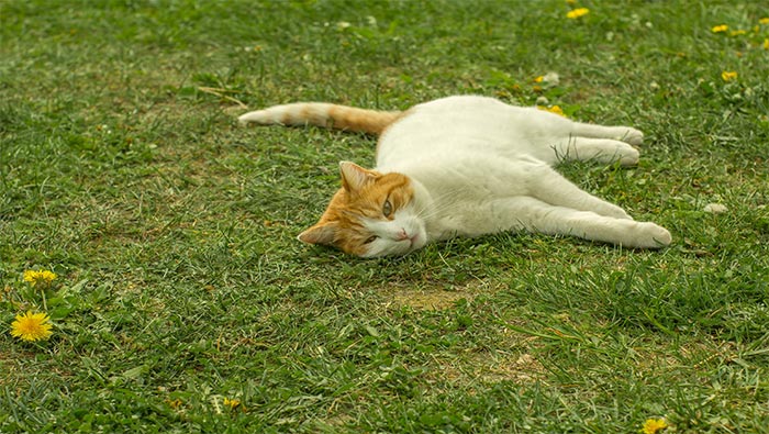 躺在草地上的可爱小猫超清唯美桌面壁纸图片