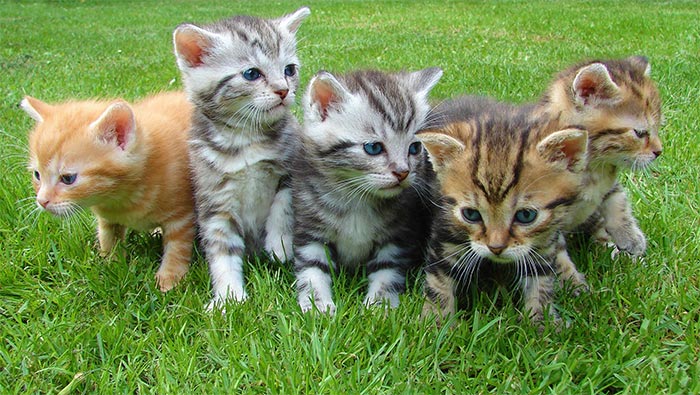 草坪上的五只可爱小猫超清唯美桌面壁纸图片