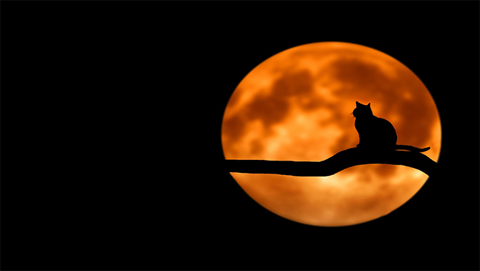 月光下蹲在树上的小猫超清唯美桌面壁纸图片