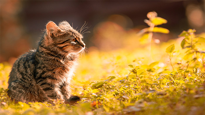 黄昏中草坪上的唯美小猫超清桌面壁纸图片