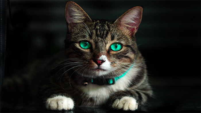 碧绿眼睛的可爱小猫咪超清唯美桌面壁纸图片