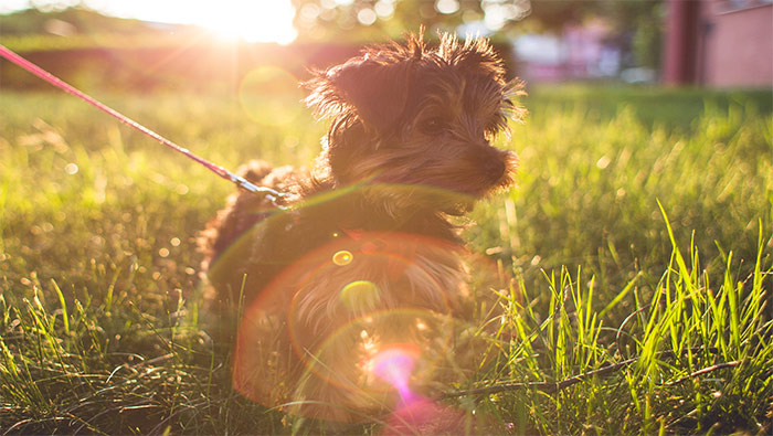 清晨走在草坪上的可爱小狗超清唯美桌面壁纸图片