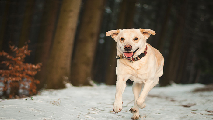森林里的雪地上奔跑的狗超清唯美桌面壁纸图片