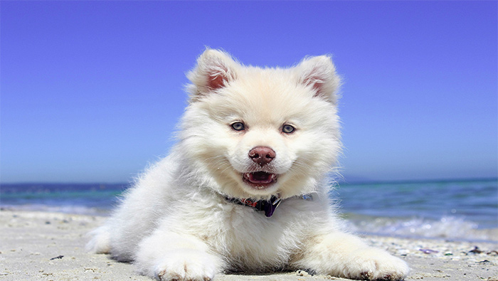 海边沙滩上趴着的可爱小狗超清唯美桌面壁纸图片