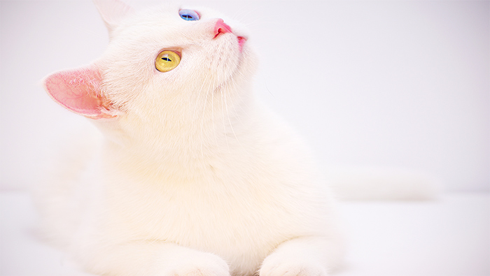 黄蓝眼睛的纯白可爱小猫超清唯美桌面壁纸图片