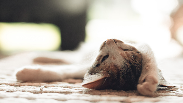 躺在地上悠然睡觉的可爱小猫超清唯美桌面壁纸图片