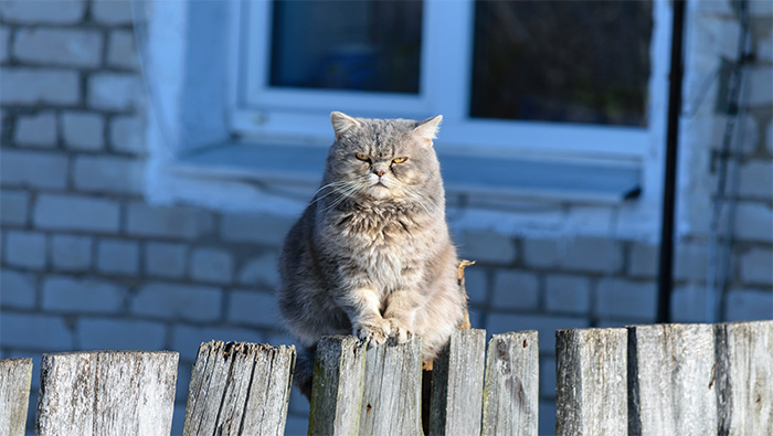 站在木栏上的慵懒小猫超清唯美桌面壁纸图片