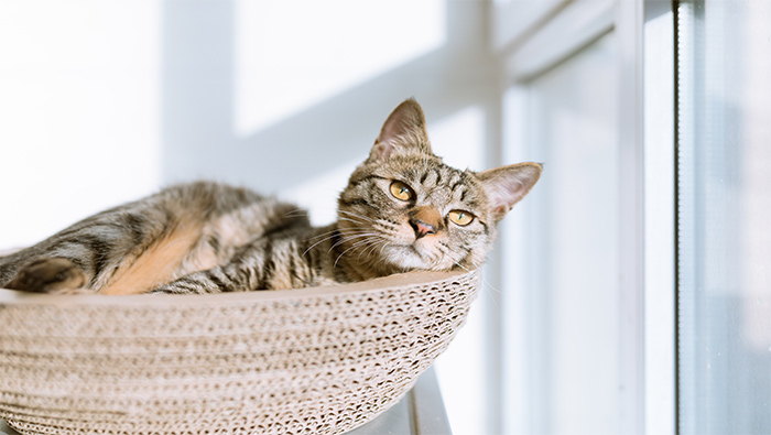 躺在箩筐里悠闲晒太阳的猫超清唯美桌面壁纸图片