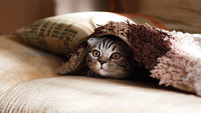 躲在沙发毯子下的害羞小猫超清唯美桌面壁纸图片