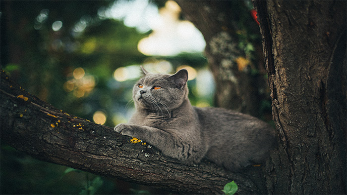 趴在树干上的小猫超清唯美桌面壁纸图片