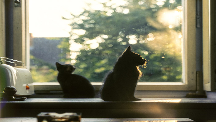 站在窗前的两只可爱小黑猫超清唯美桌面壁纸图片