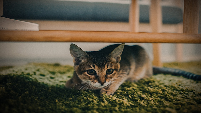小心走在绿地上的好奇小猫超清唯美桌面壁纸图片
