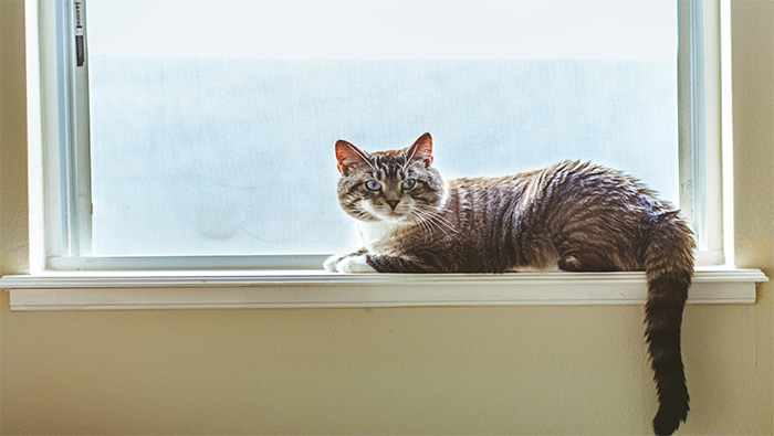 趴在窗前的可爱小猫咪超清唯美桌面壁纸图片