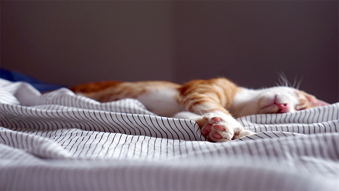 悠闲躺在床上睡觉的可爱橘猫超清唯美桌面壁纸图片