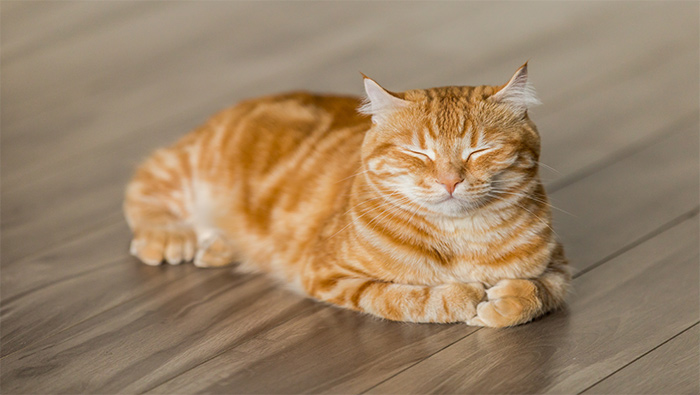 正在地板上眯眼的小橘猫超清唯美桌面壁纸图片