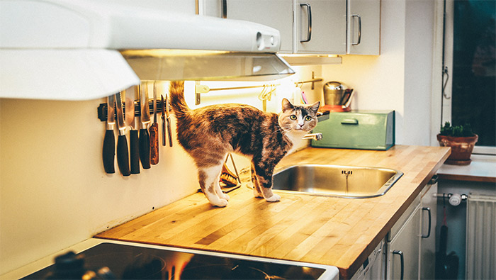 站在厨房灶台上的可爱橘猫超清唯美桌面壁纸图片