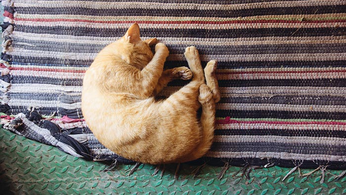 可爱小猫壁纸躺在地毯上的卷曲小猫高清桌面壁纸图片