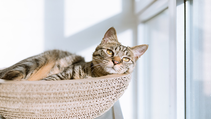 可爱小猫壁纸躺在篮子里晒太阳的可爱小猫高清桌面壁纸图片
