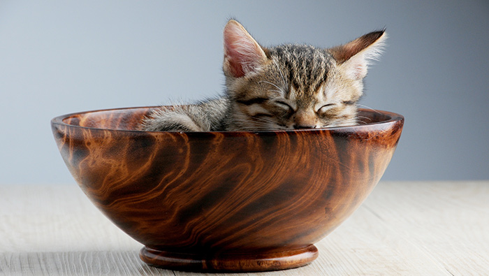 可爱小猫壁纸趴在碗里的小猫咪高清桌面壁纸图片